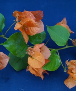 Bougainvillea Flowers Online Afterglow (2)