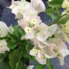 Bougainvillea Flowers Online Apple Blossom
