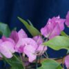 Bougainvillea Flowers Online Beba (2)