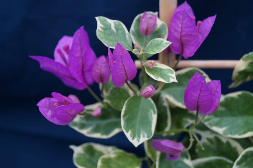 BOUGAINVILLEA ‘Blueberry Ice’ Buy Bougainvilleas Online Westdale