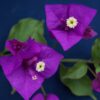 Bougainvillea Flowers Online Braziliensus (2)