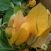 Bougainvillea Flowers Online Californian Gold
