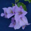 Bougainvillea Flowers Online Cypheri (2)