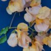 Bougainvillea Flowers Online Golden Tanyo