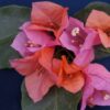 Bougainvillea Flowers Online James Walker
