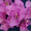 Bougainvillea Flowers Online Jubliee Showlady