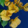 Bougainvillea Flowers Online Lady Mary Baring