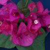 Bougainvillea Flowers Online Maureen Hatton