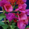 Bougainvillea Flowers Online Ole