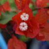 Bougainvillea Flowers Online Pedro (3)