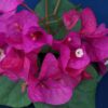 Bougainvillea Flowers Online Phillips