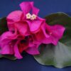 Bougainvillea Flowers Online Poultons Special