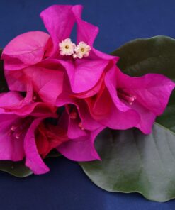 Bougainvillea Flowers Online Poultons Special