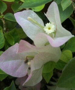 Bougainvillea Flowers Online Shubra