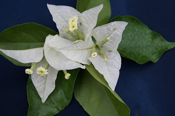 Singapore White