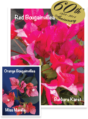 Buy Bougainvilleas Online | Westdale Nursery