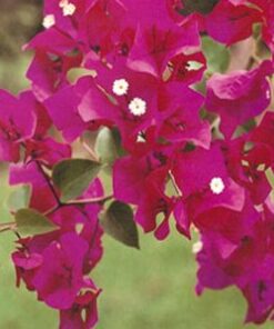 Barbara-Karst Bougainvillea Flowers