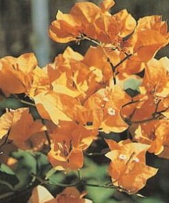 California-Gold Bougainvillea Flowers