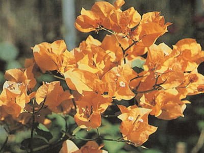 California-Gold Bougainvillea Flowers
