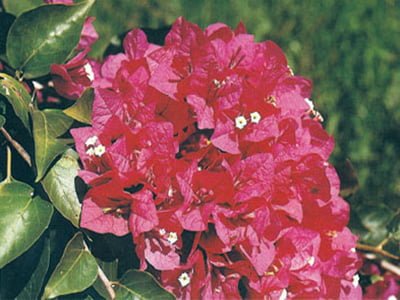 Crimson-Red Bougainvillea Flowers