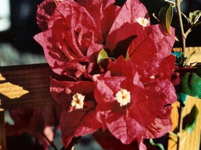 Don-Fernando Bougainvillea Flowers