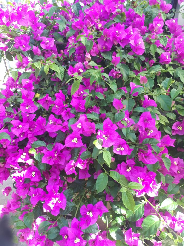 BOUGAINVILLEA 'Elizabeth Angus' Buy Bougainvilleas Online Westdale