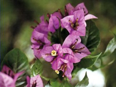 Formosa Bougainvillea Flowers