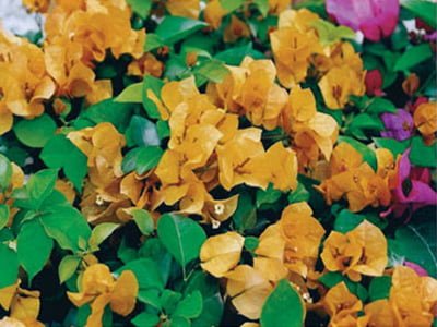 Golden-Glow Bougainvillea flowers