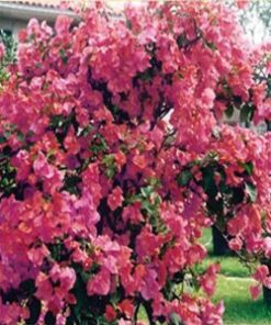 James-Walker Bougainvillea Flowers