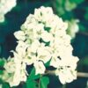 Java-White Bougainvillea Flowers