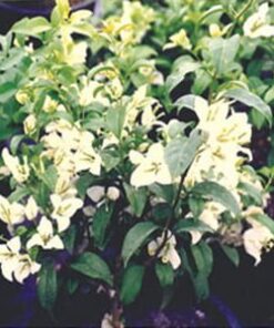 Key-West-Alba Bougainvillea Flowers
