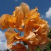 Marilyn-Hatten Bougainvillea flowers