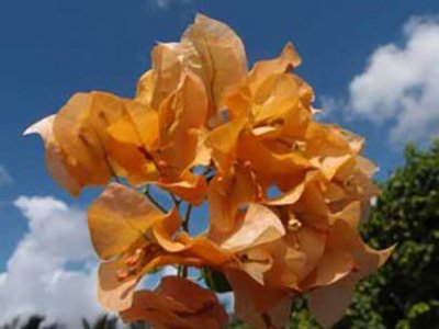 Marilyn-Hatten Bougainvillea flowers