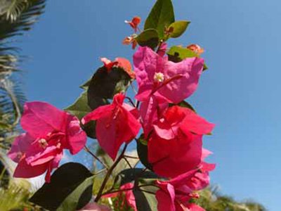 Bougainvillea Flowers Online