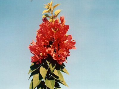 Pink-Pixie Bougainvillea Flowers