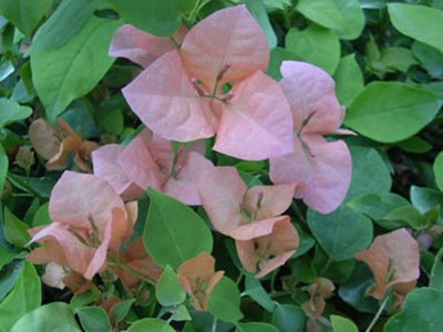 Rosa-Preciosa Bougainvillea Flowers