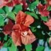 Sundown-Orange Bougainvillea Flowers
