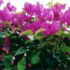 Texas-King Bougainvillea Flowers