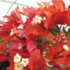 Tomato-Red Bougainvillea Flowers