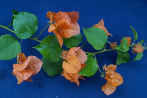 Bougainvillea Flowers Online Afterglow (2)