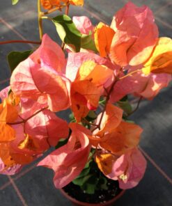 Bougainvillea Flowers Online Alabama Sunset