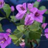 Bougainvillea Flowers Online Ameythest