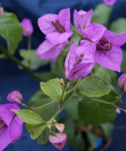 Bougainvillea Flowers Online Ameythest