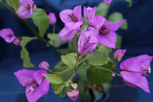 Bougainvillea Flowers Online Ameythest