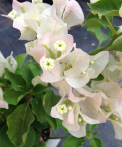 Bougainvillea Flowers Online Apple Blossom