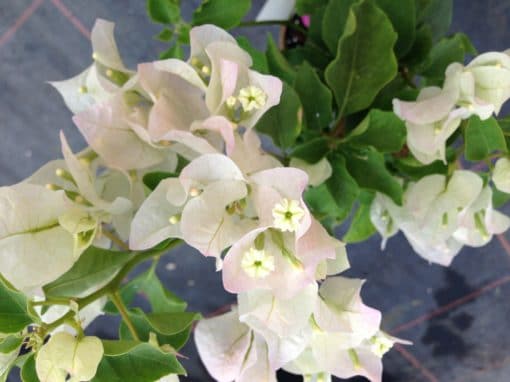 Bougainvillea Flowers Online Apple Blossom