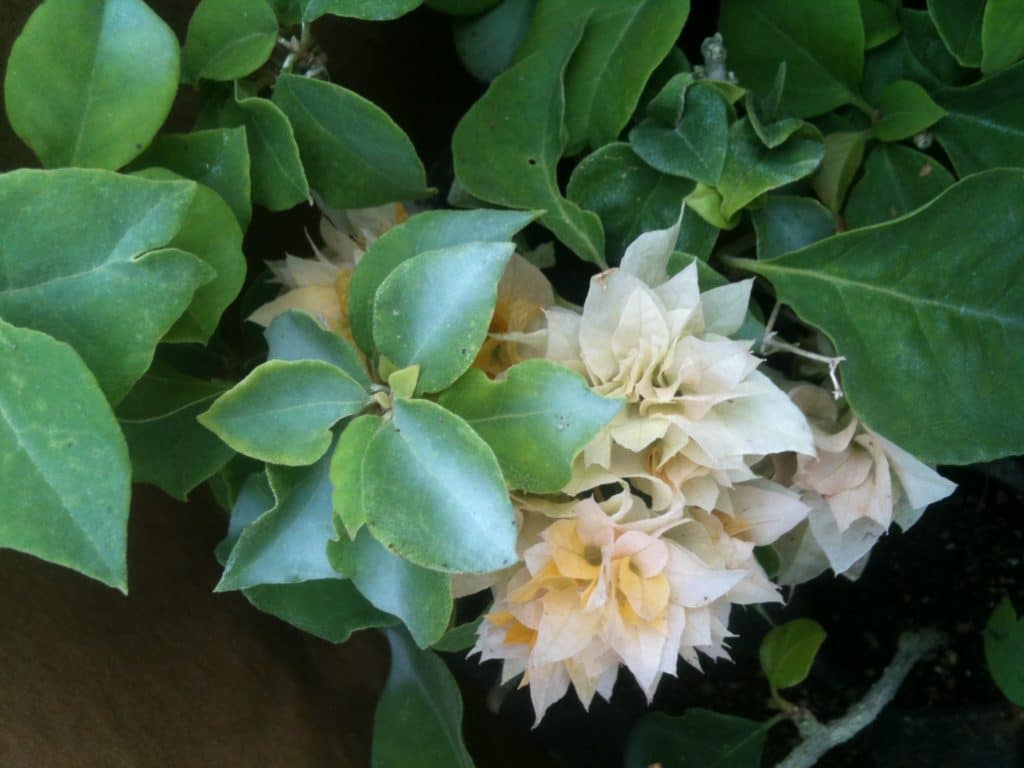 Buy Bougainvilleas Online | Westdale Nursery