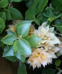 Bougainvillea Flowers Online Aussie Gold