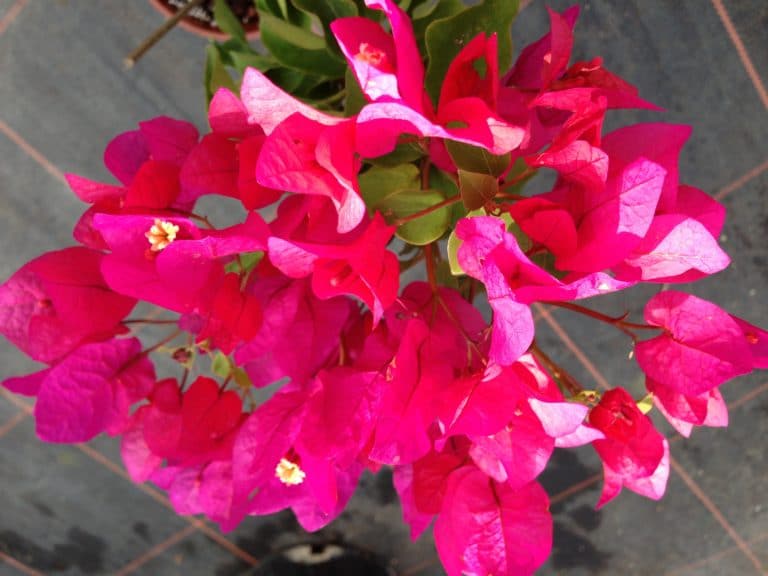 HOW TO GROW BOUGAINVILLEA IN THE UK - Buy Bougainvilleas Online