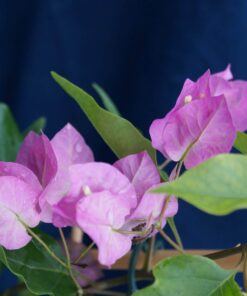 Bougainvillea Flowers Online Beba (2)